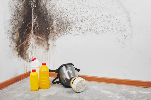 Best Commercial Mold Removal  in Oakland, OK