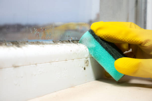 Mold Removal Process in Oakland, OK