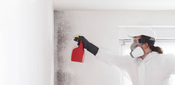 Best Affordable Mold Removal  in Oakland, OK