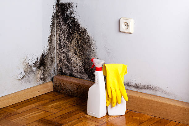 Best Same-Day Mold Removal  in Oakland, OK