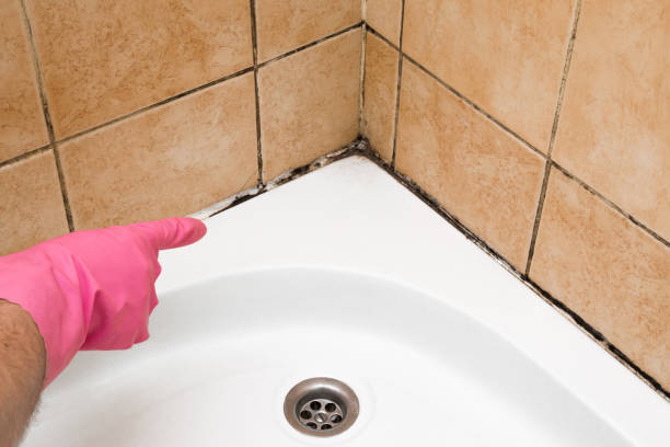 Mold Removal Process in Oakland, OK